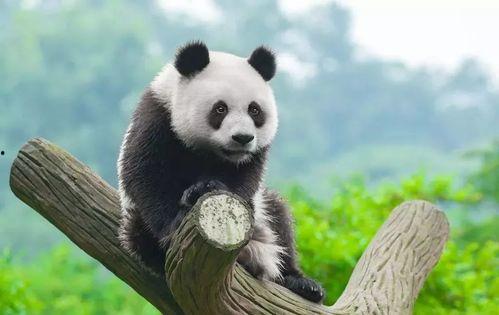 娱乐圈吃瓜熊猫是谁,揭秘幕后真相与热门话题